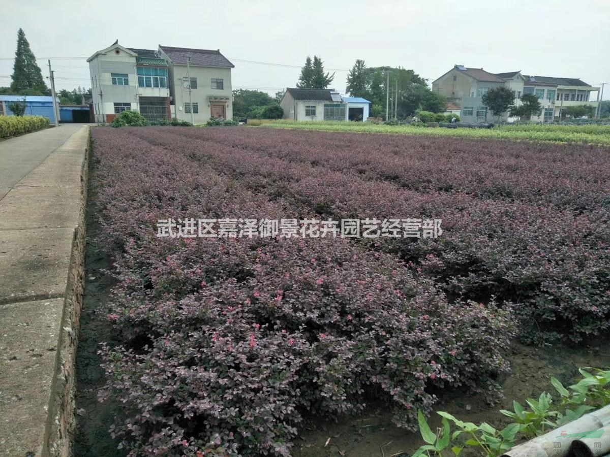 武进区嘉泽御景花卉园艺经营部